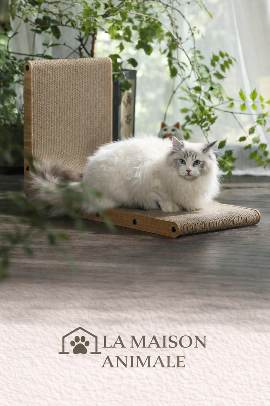 griffoir pour chat design
